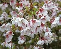 Prunus incisa Kojo no Mai cépée