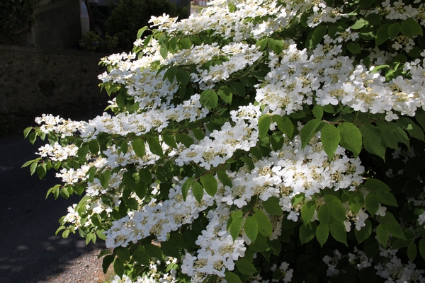 Viburnum plicatum mariesi