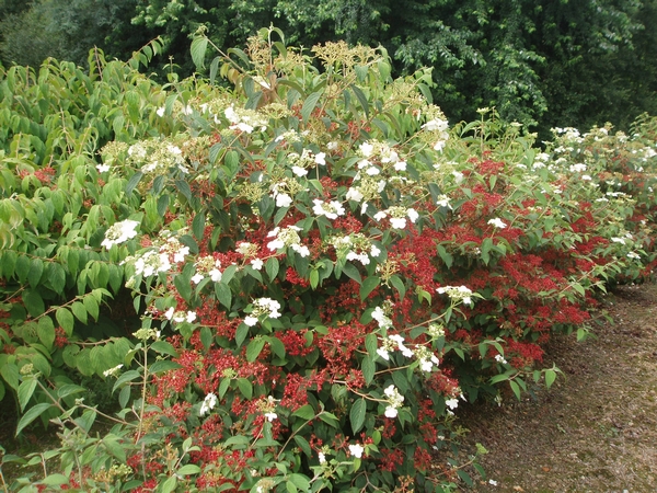 Viburnum plicatum ‘Watanabe’ Viburnum plicatum ‘Watanabe’